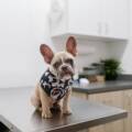 Consumer Advocates Support New Regulations on Veterinary Fees
